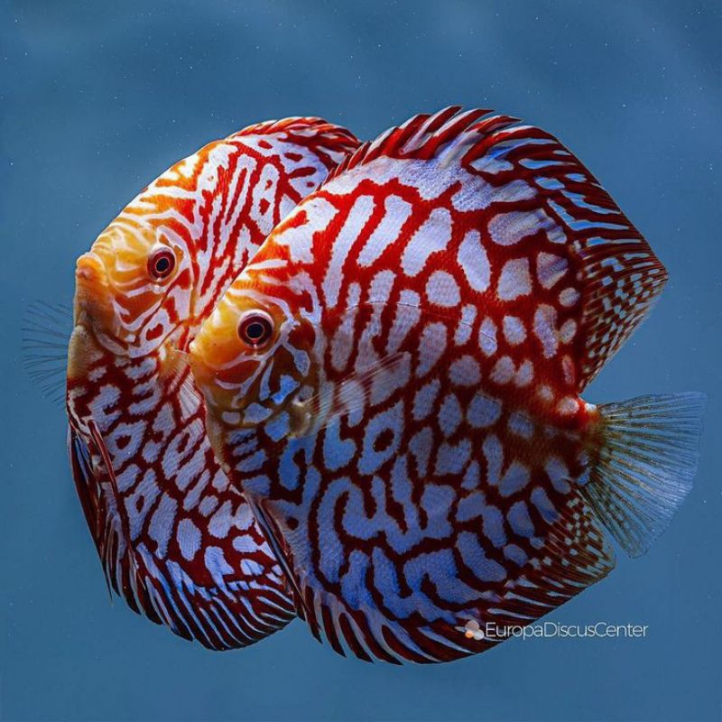 Discus Red Pigeon Checkerboard 2 inch Grade A - Perawatan Aquarium