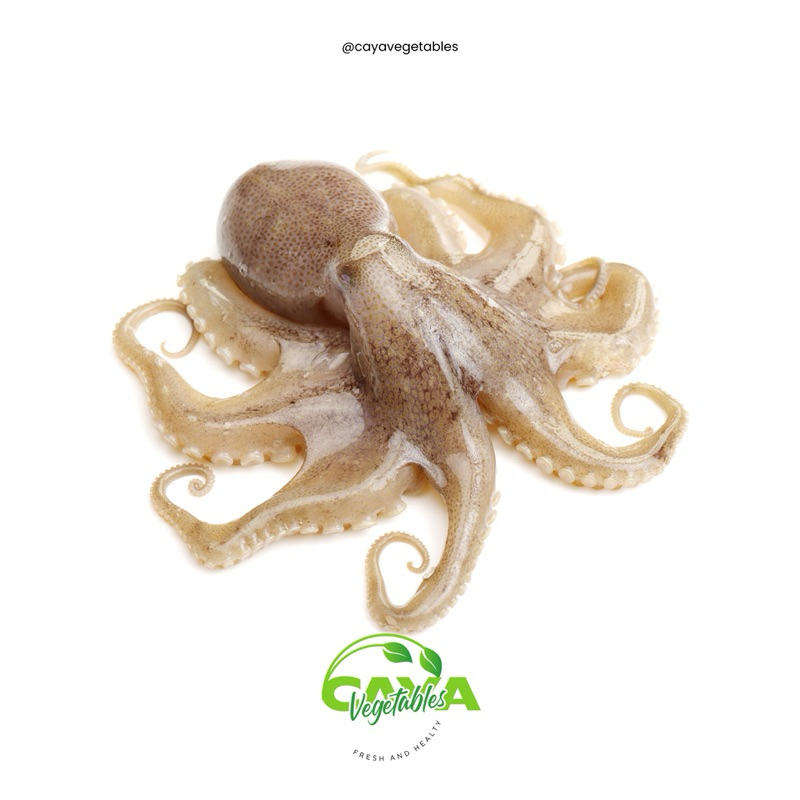 

Gurita Octopus Segar/Frozen | CayaVegetables