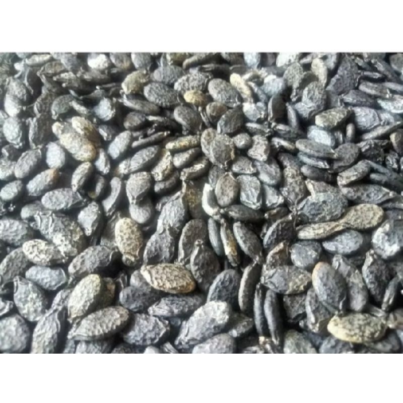 COD!!!500biji BENIH GAMBAS/OYONG LOKAL