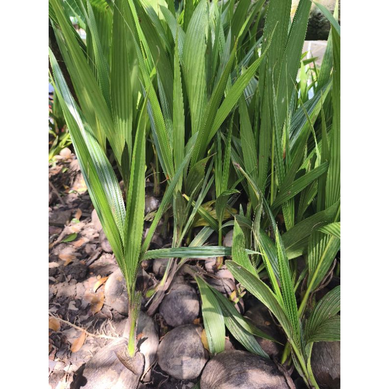 bibit kelapa gading hijau dan kuning valid