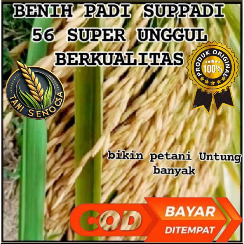 BENIH BIBIT PADI SUPPADI 56 SUPER UNGGUL BERKUALITAS PADI UNGGUL TELAH DI SORTIR ULANG BIAR TAMBAH B