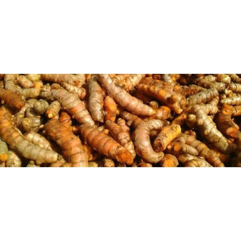 

KUNYIT/KUNIR 1KG ORIGINAL fresh untuk bumbu maupun jamu