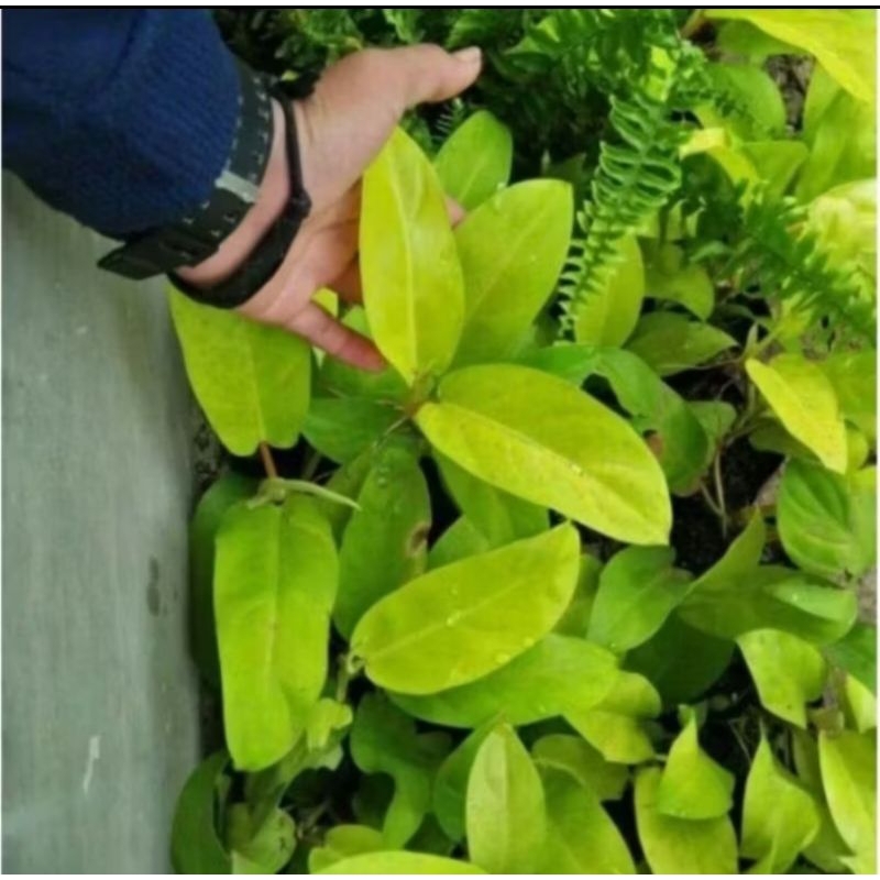 Tanaman hias srigading centong / tanaman srigading / pohon srigading centong