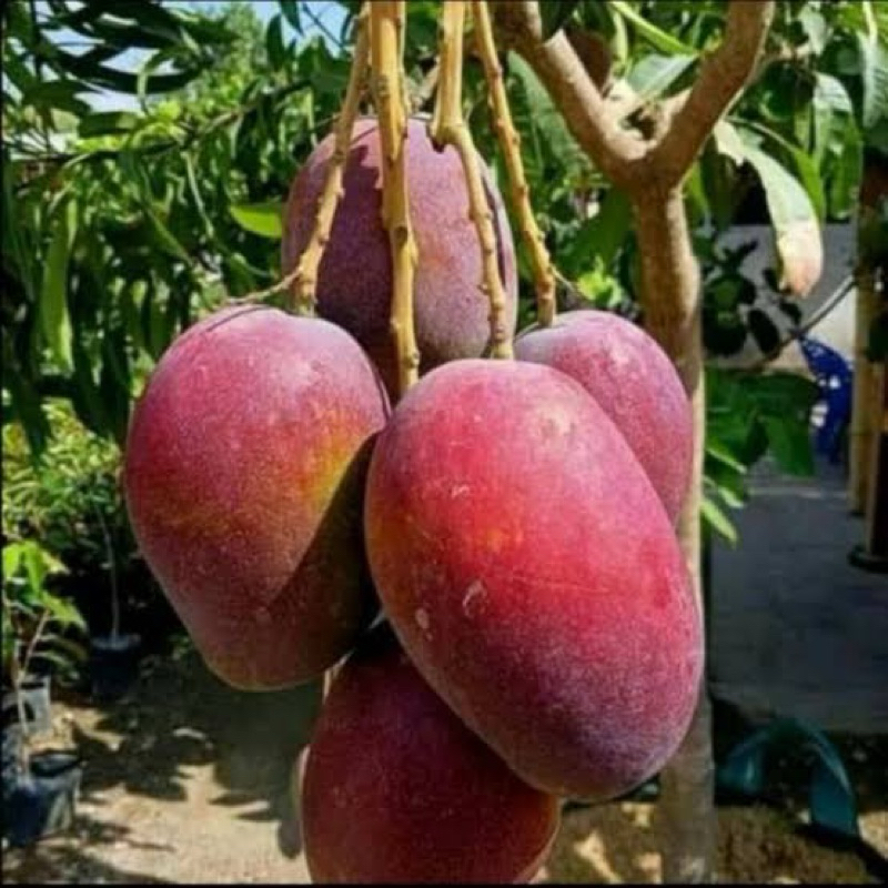 Indukan Mangga Yuwen Seri 6 Tinggi 2M Kondisi Berbuah Rimbun