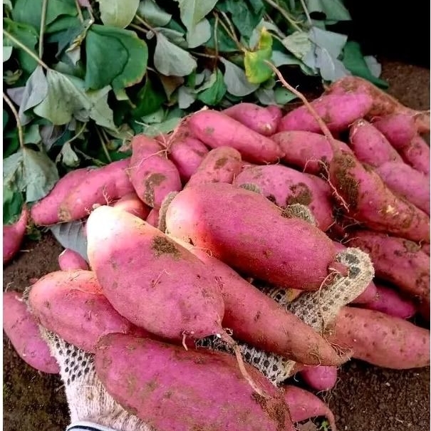 

UBi Jalar Merah Manis Seger Fresh 1 Kg Langsung Dari Kebun