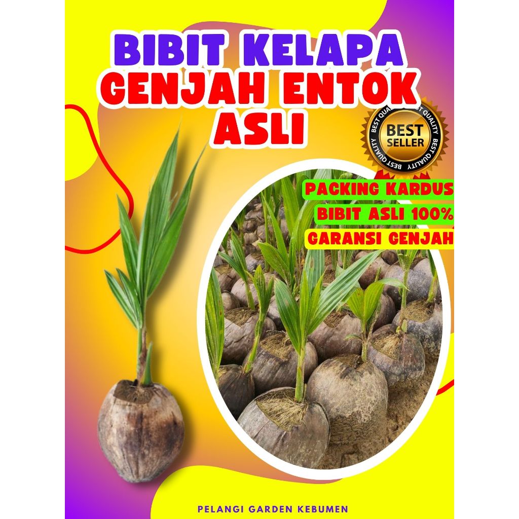 BIBIT PREMIUM..! Pokok Kelapa Genjah Pandan Wangi Super Besar, Pokok Kelapa Genjah Pandan Wangi, Pok