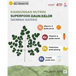 

Batang Daun Kelor Moringa oleifera