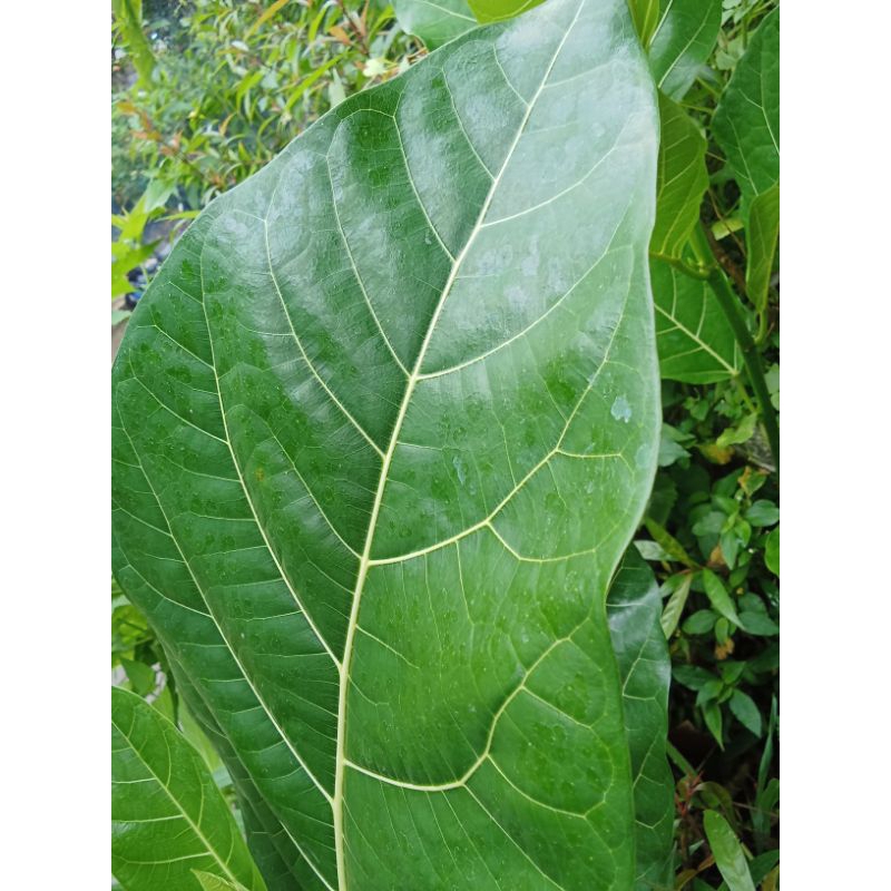 

terlaris daun Awar awar 100 gram