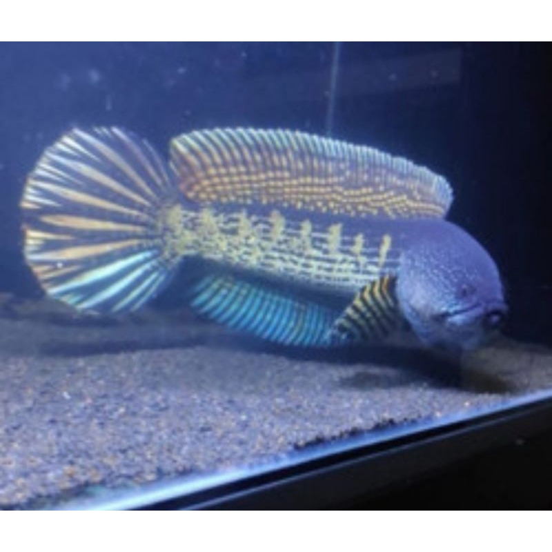 (GARANSI 100%) STIKER CHANA AURANTI SUPER JUMBO 45CM