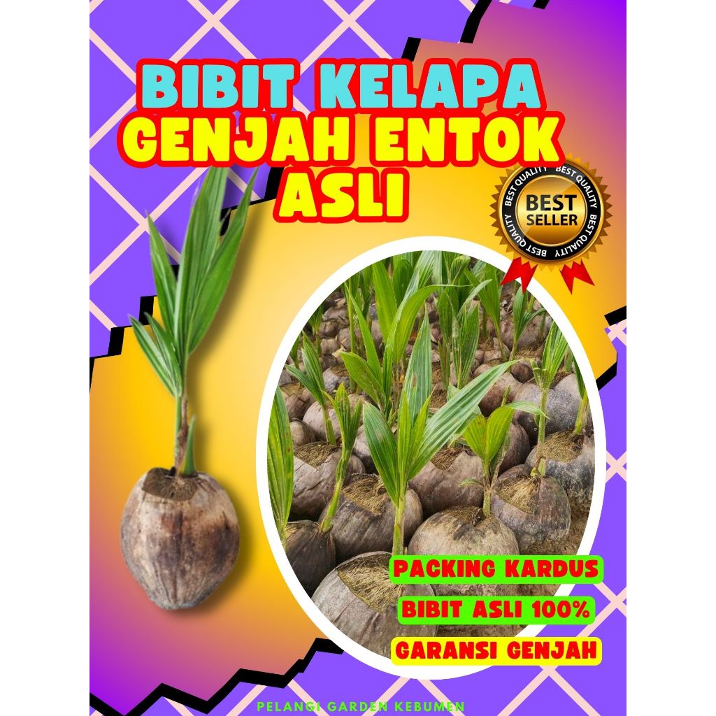 BIBIT UNGGUL.. Pokok Kelapa Kopyor Bogor, Pokok Kelapa Kopyor Besar, Pokok Kelapa Kopyor Genjah