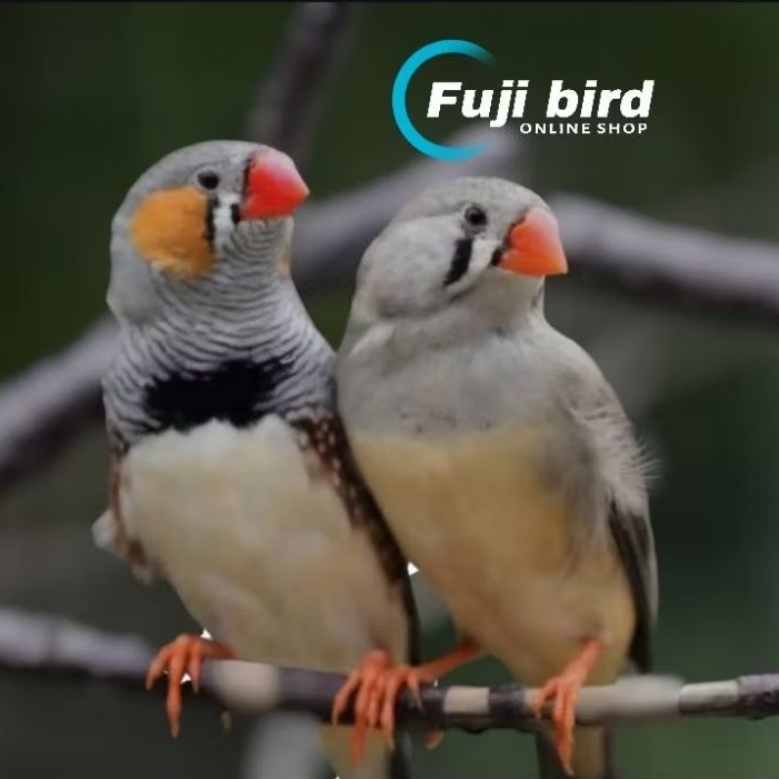 ZEBRA FINCH AUSY IMPORT SEPASSNG