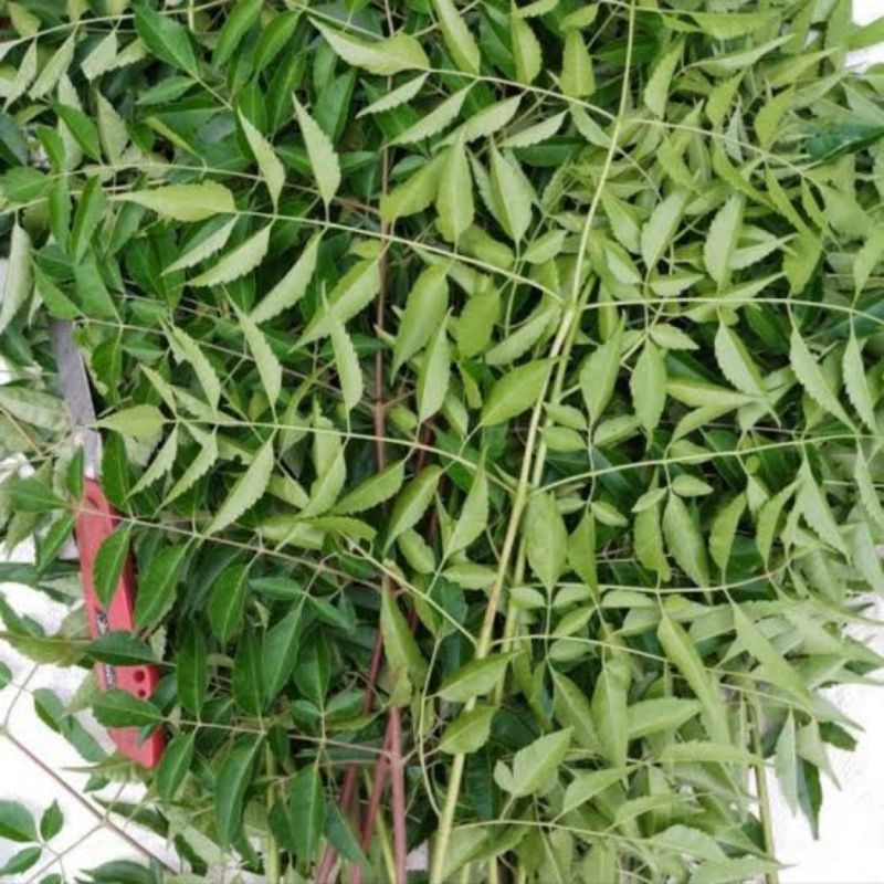

Daun mimba atau daun mindi fresh langsung petik ketika di order kualitas bagus size 1 kg
