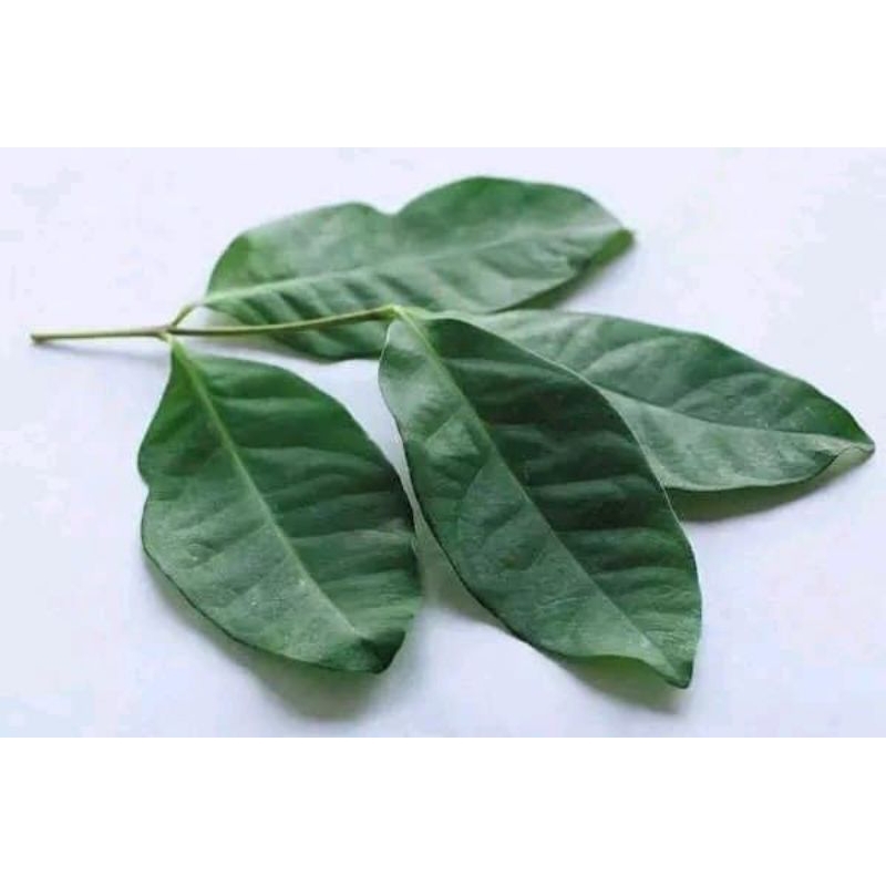 

Daun salam