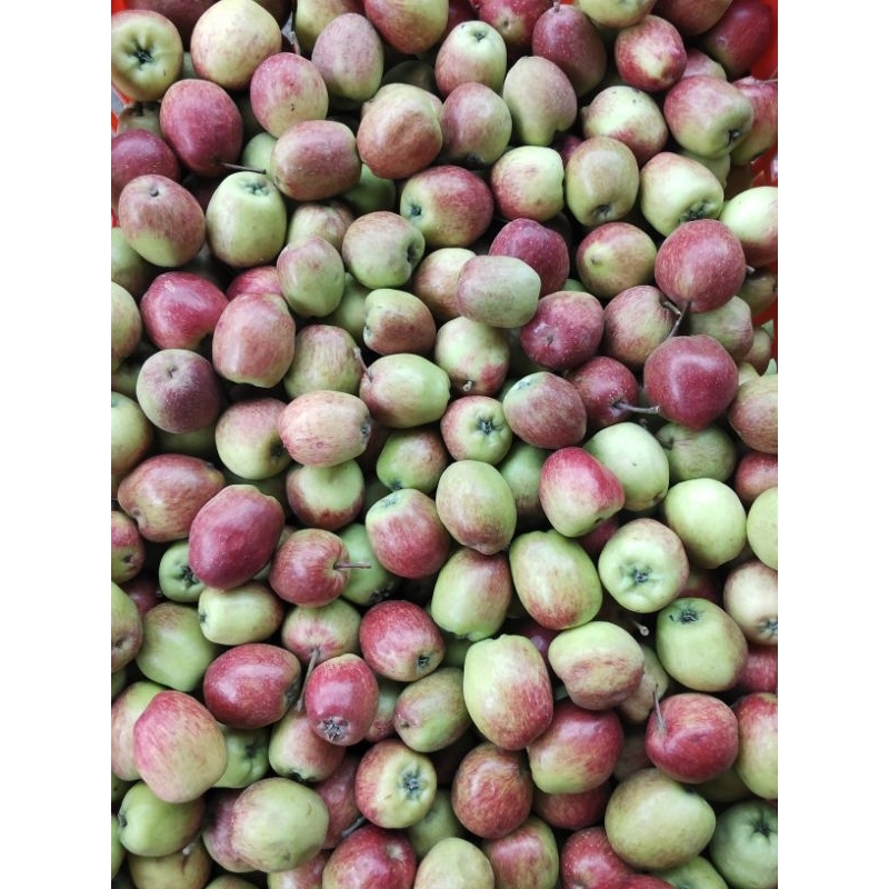 

Apel Anna mini berat 1kg