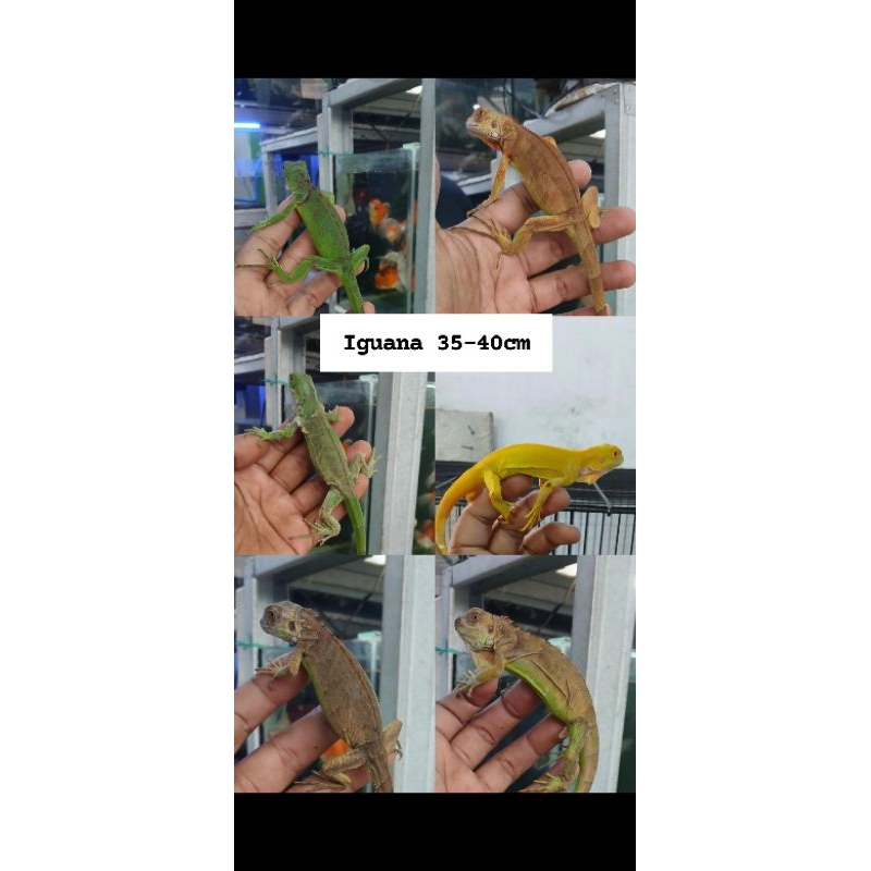 stiker baby iguana kuning, merah, hijau