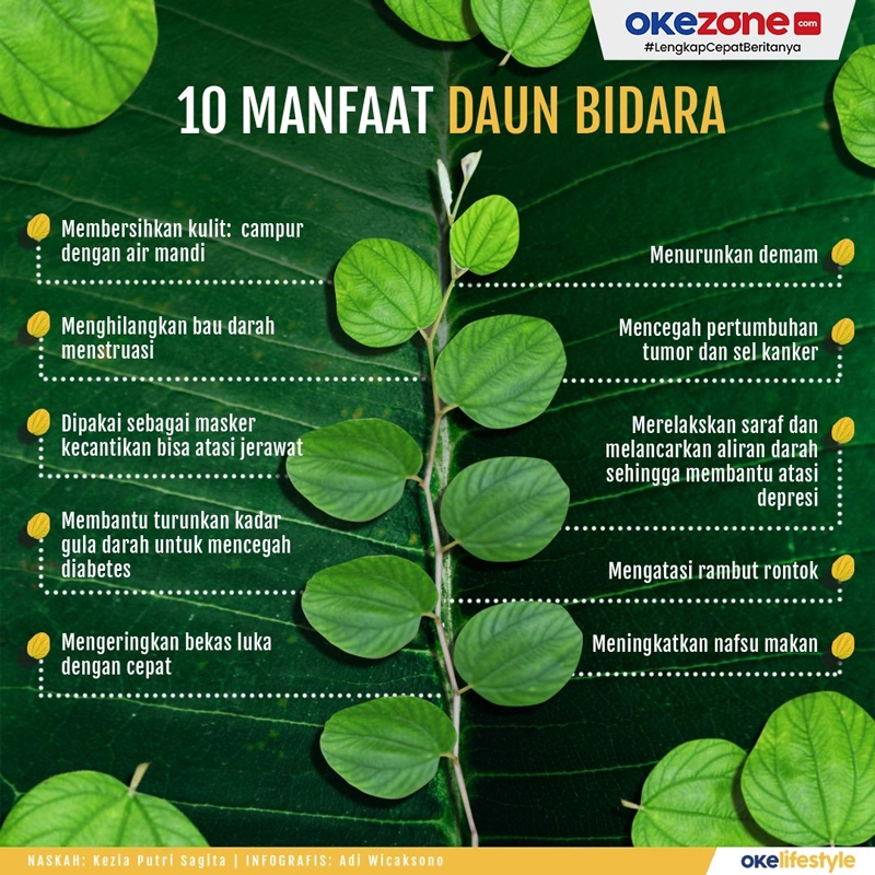 

Daun Bidara untuk Berbagai Kegunaan