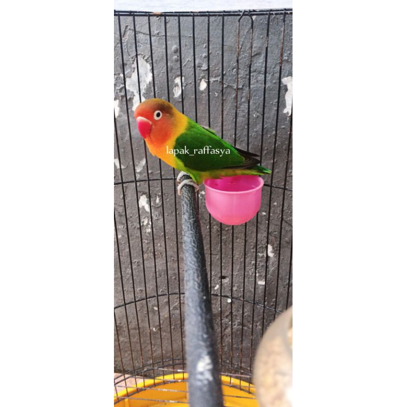 lovebird josan dewasa betina