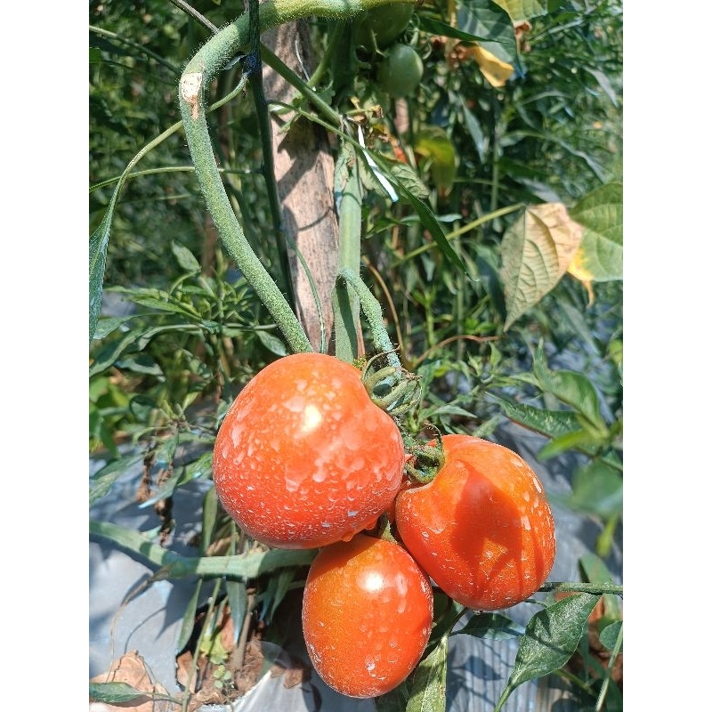 

tomatsegarpreshh