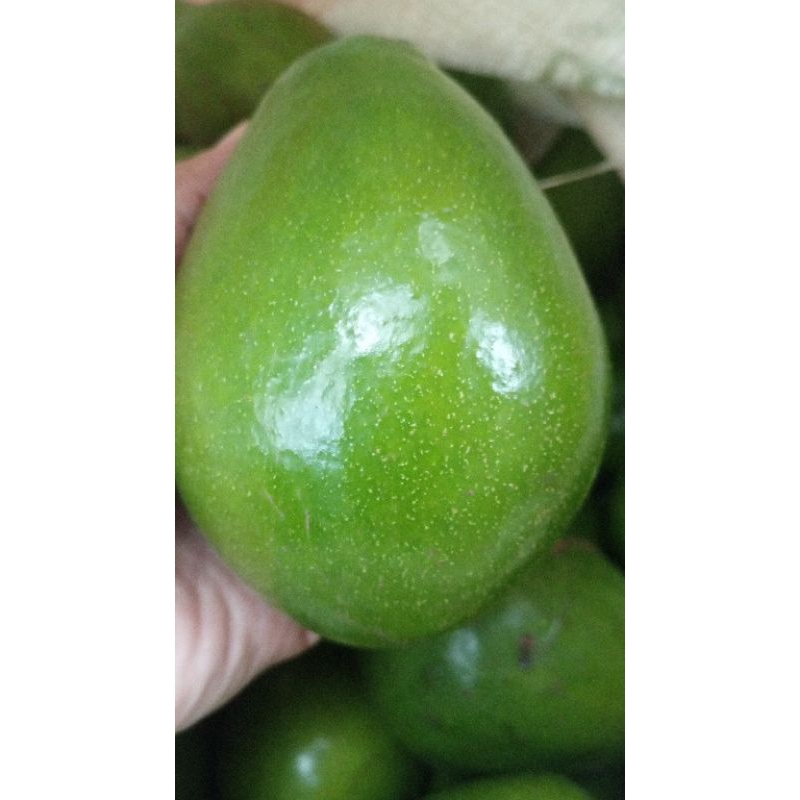 

Alpukat memtega 1kg isi 3-4