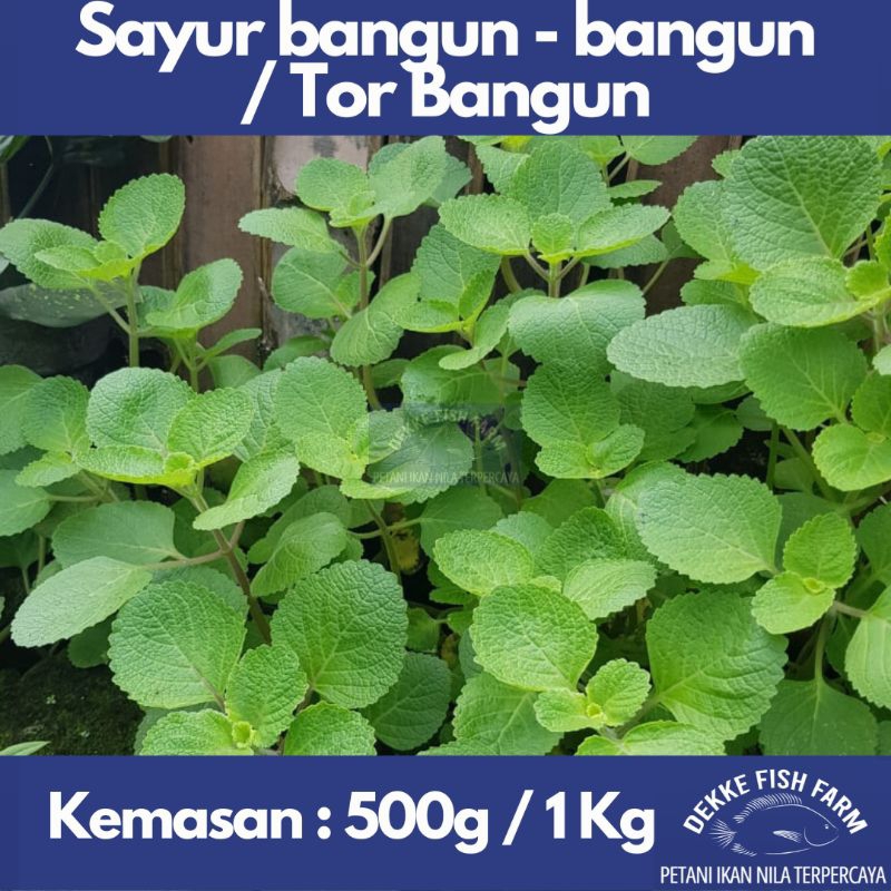 

Daun Bangun-Bangun / Torbangun Segar – Dipetik Langsung dari Kebun – Herbal ASI & Masakan Khas Batak
