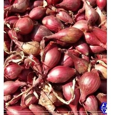 

bawang merah