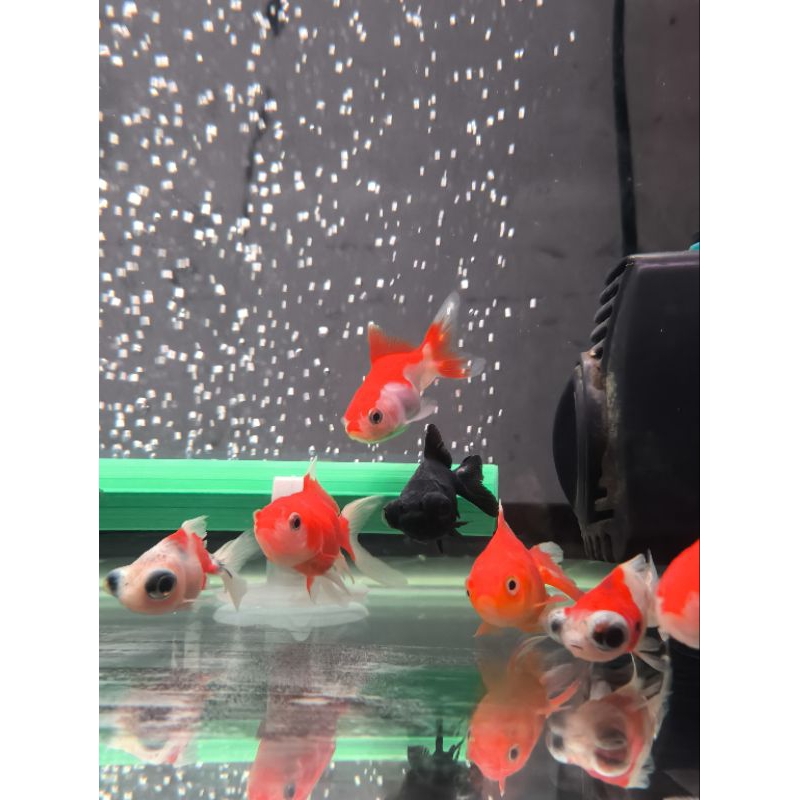 koki demekin/orlando kecil