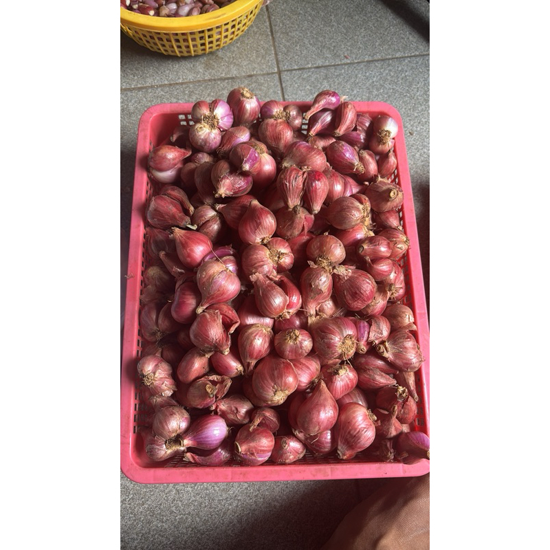 

BAWANG MERAH BREBES MURAH UKURAN SUPER 1KG