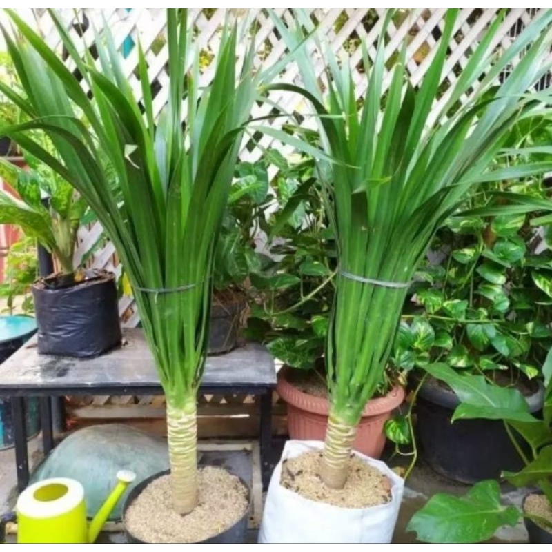 Tanaman Hias Pandan Bali Ukuran Besar 50-80cm Daun / Tanaman Indoor Pandan Bali / Tanaman Draceana L
