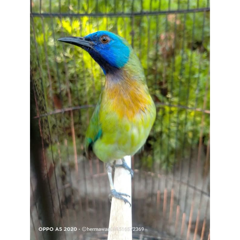 Burung Cucak KINOI jantan  gacor rawatan mulus masteran handal materi joss