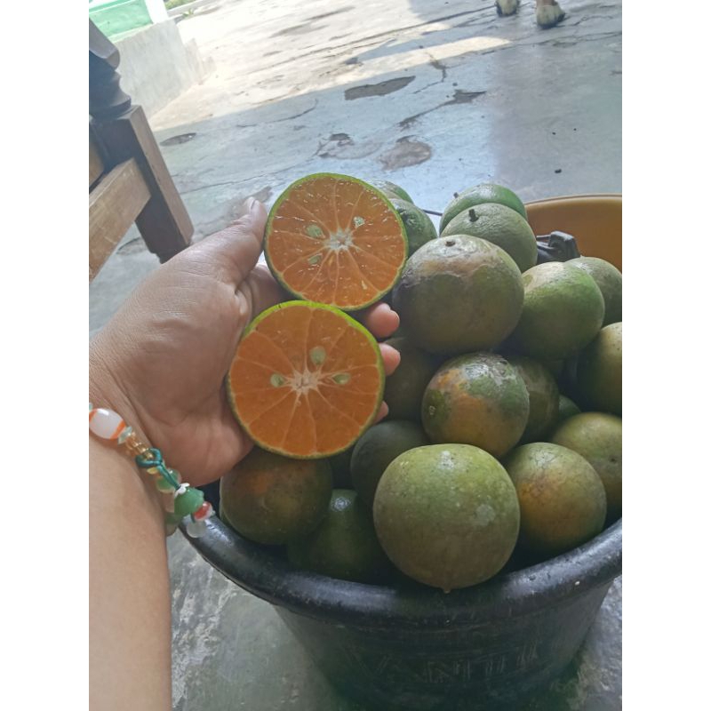 

jeruk peras 1 kg dipetik saat di pesan