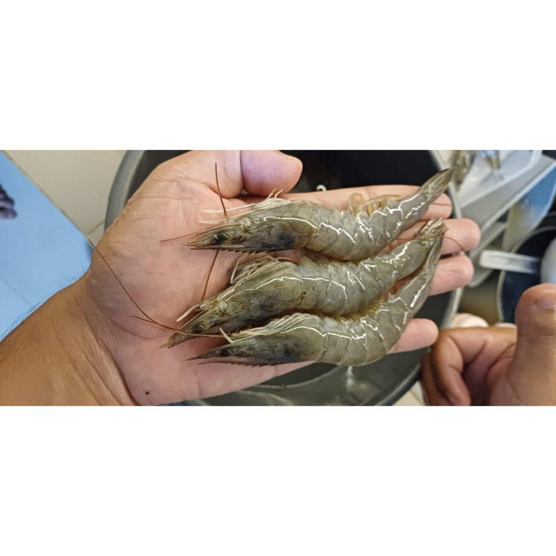 

Udang Vaname Frozen Ukuran 40