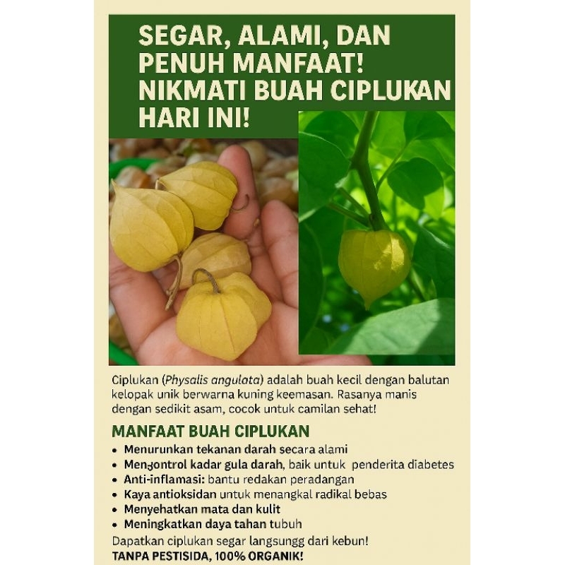 

Buah Ciplukan( cecendet) Asam Manis Segar 100gr fresh