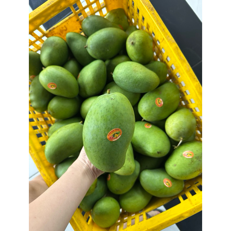

900gr - 1 kg mangga harumanis ready stock murah surabaya sidoarjo