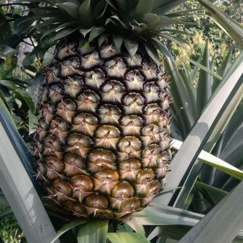 

BIBIT NANAS MADU BERKUALITAS SUPER