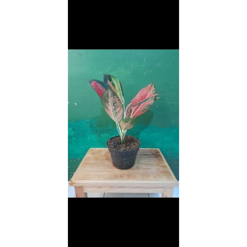 bunga-kembang-aglonema-khocin