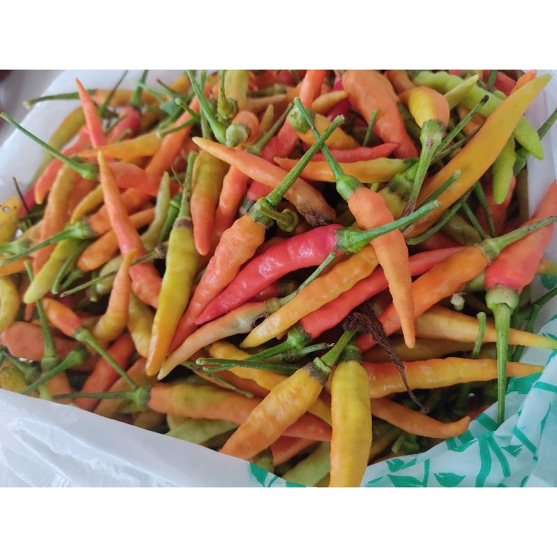 

cabe rawit fresh petik sendiri di kebun