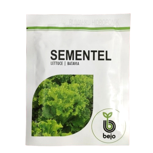 Benih Lettuce Sementel Batavia Bejo Seed Import Benih Selada