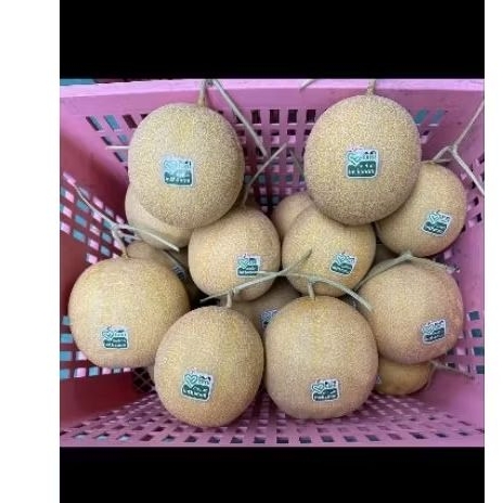 

melon intahon enak lembut rekomended ditanam pakai green house