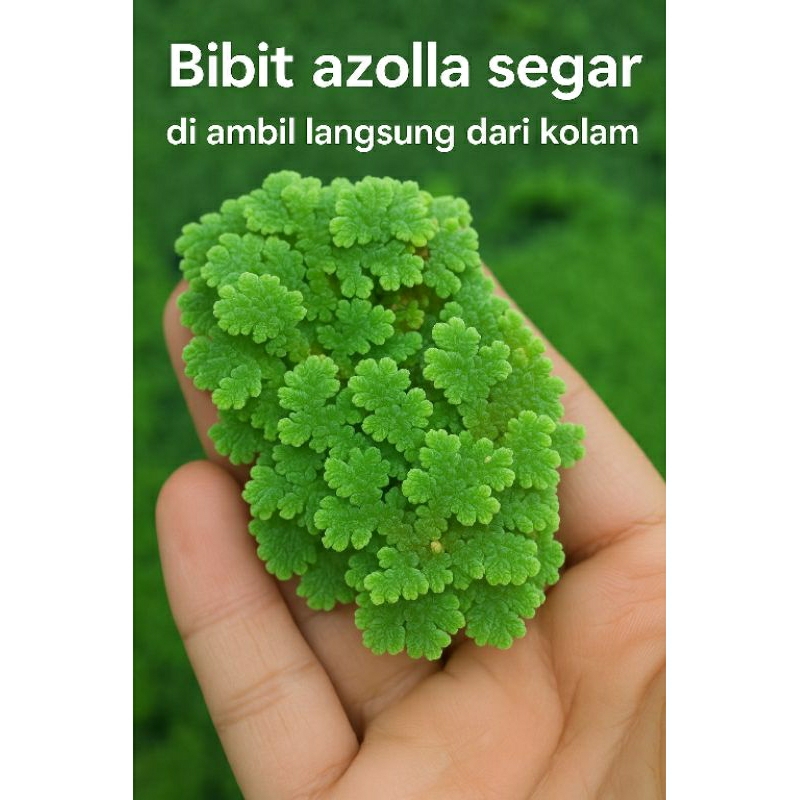 Bibit azolla