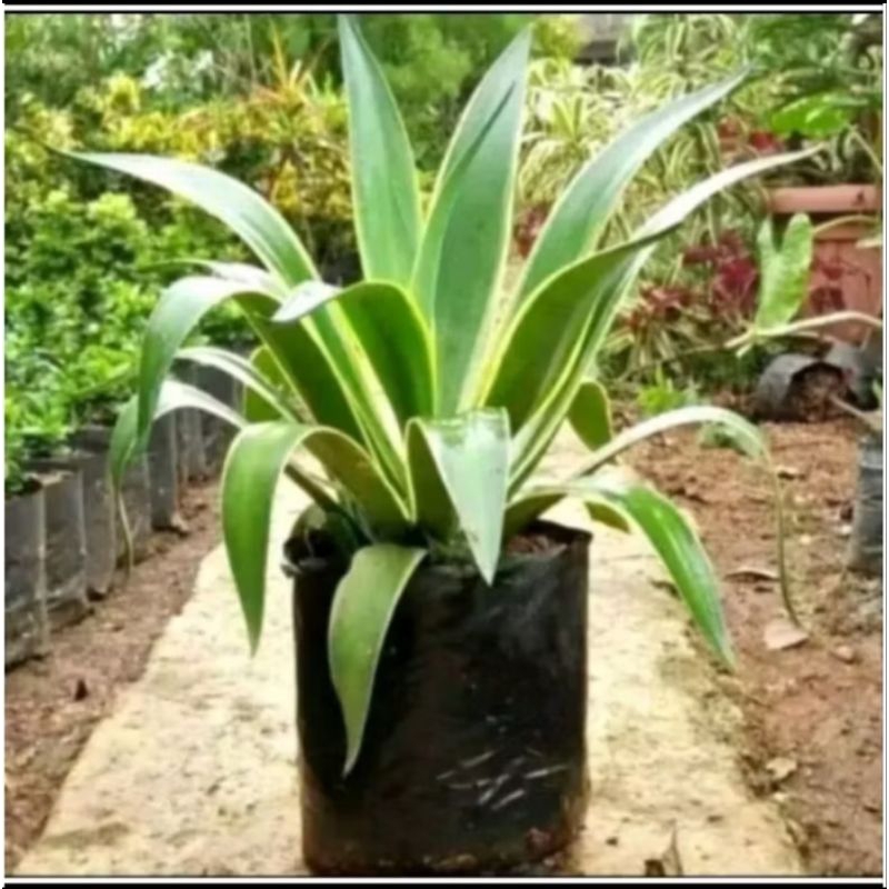 Tanaman Hias Agave Hijau - Tanaman hias Agave - Tanaman Cantik