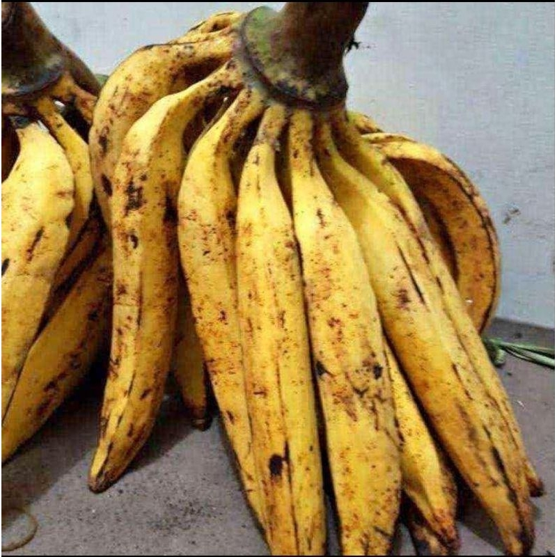 

PISANG TANDUK SUKABUMI 1pcs