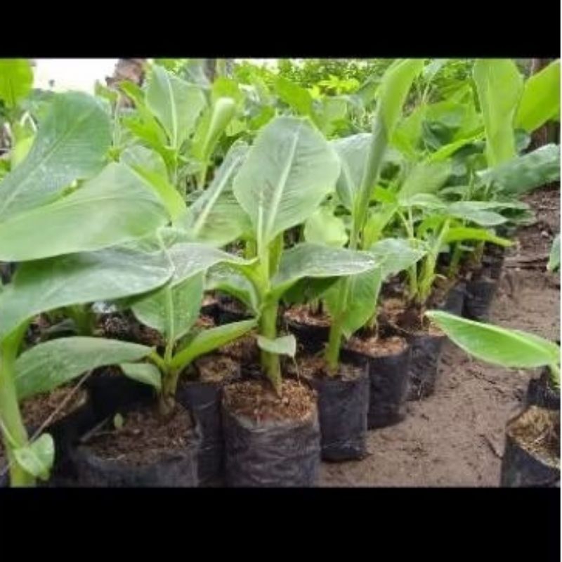 

Ready Stok Tanaman Buah Pisang Lampung - Tanduk - ULI - Raja - Ambon - Sunpride - Kepok