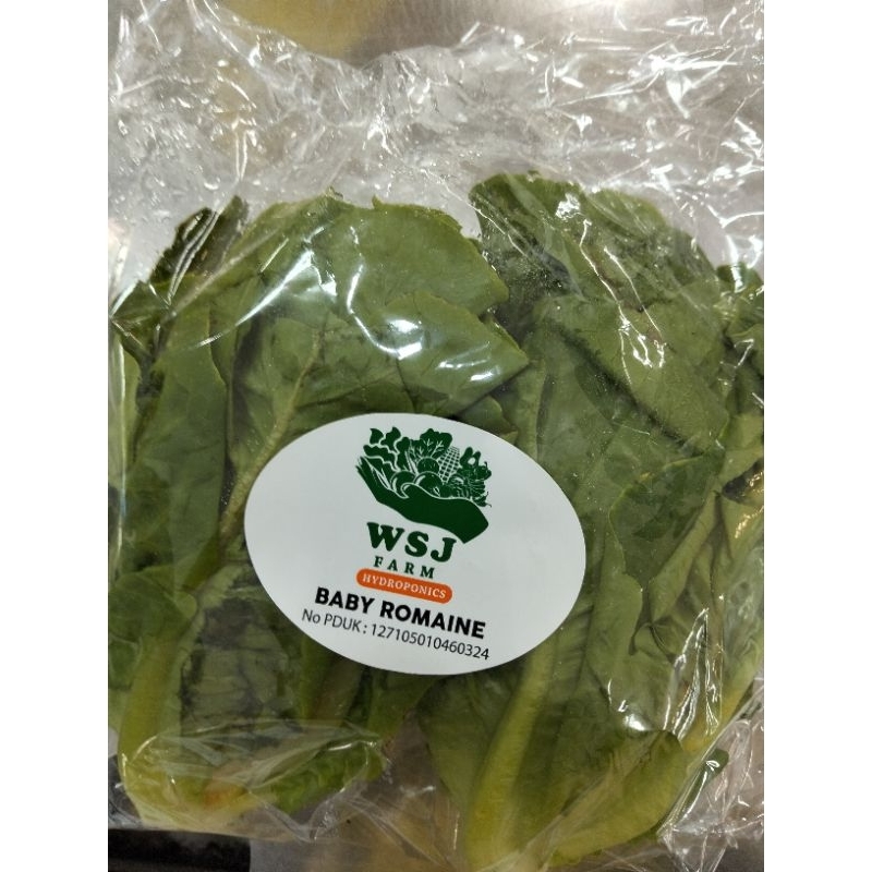 Selada Baby Romaine Hidroponik/ pack