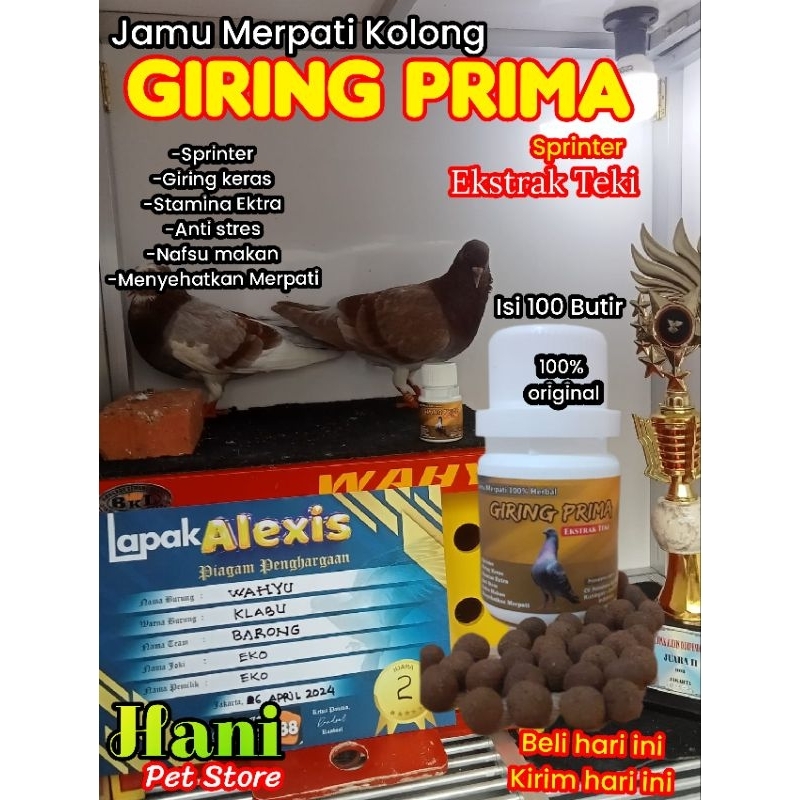 JAMU MERPATI KOLONG GIRING PRIMA SPRINTER OBAT GIRING VITAMIN DOPING MERPATI KOLONG BALAP TOMPRANG