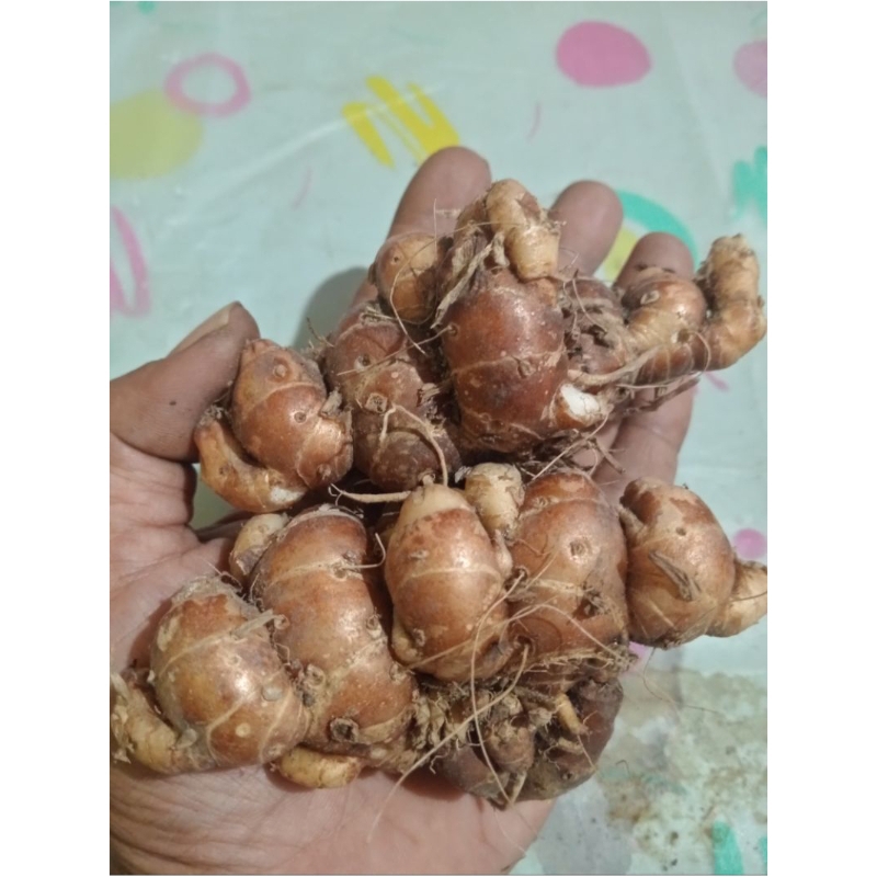 

Kencur Segar Fresh Kwalitas Super 1Kg