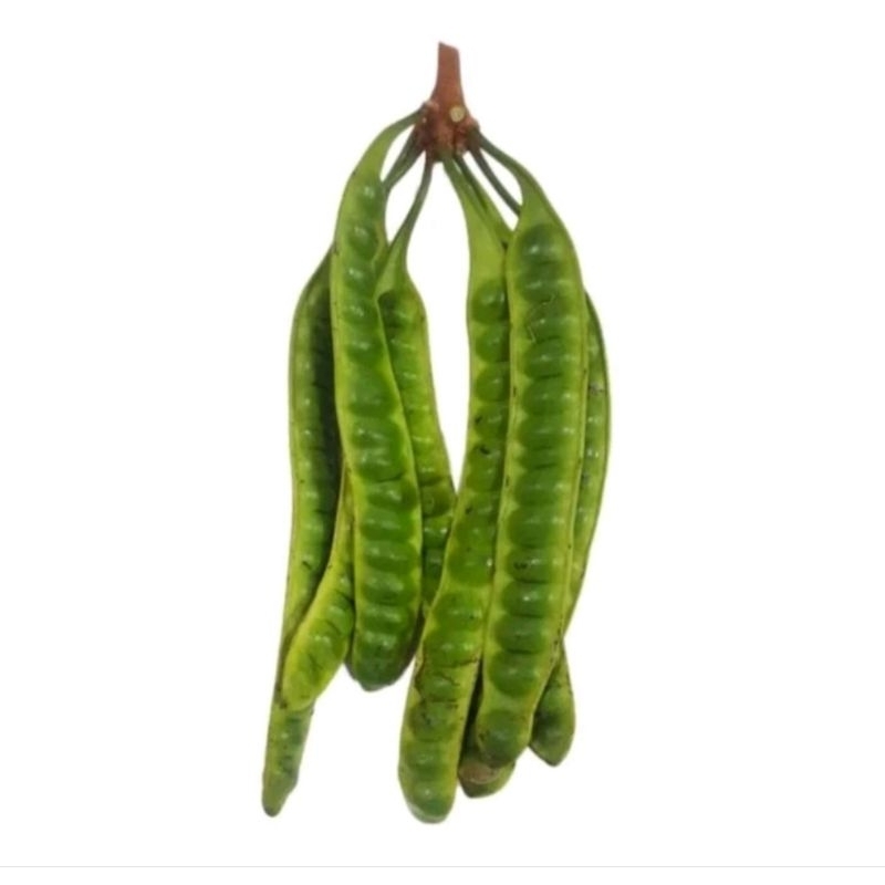 

Peta 1 papan segar..