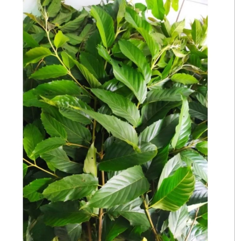 

jual daun kayu afrika segar 1kg