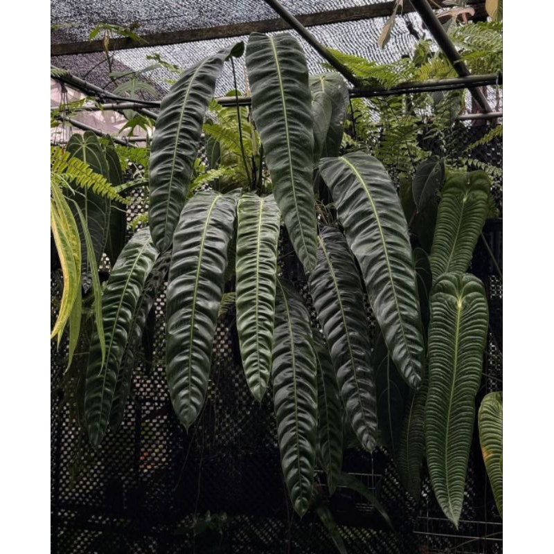 philodendron patriciae ( ekonomis )