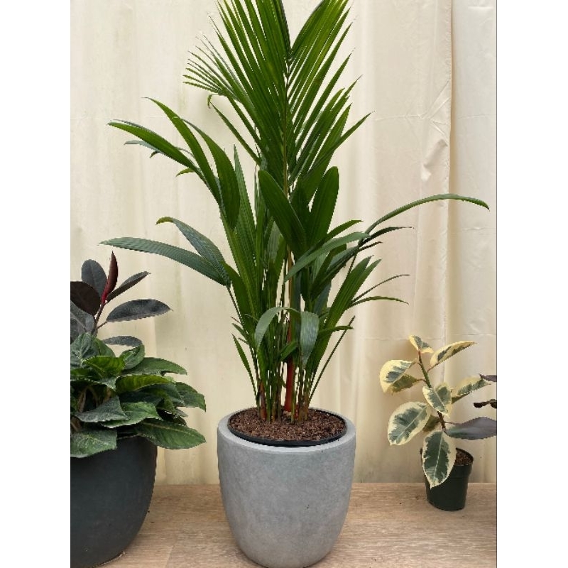 Promo COD tanaman hias indoor palem merah rumpun BIBIT-RUMPUN 1 METER - bibit palem merah rumpun - b