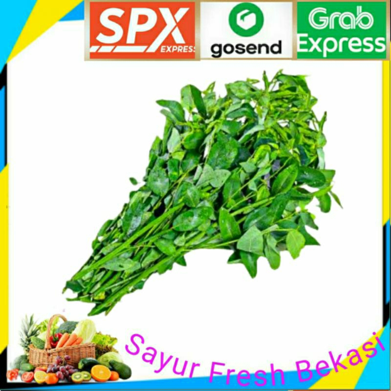 

Sayur Daun Katuk ( 3 iket ).
